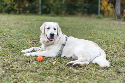 Portrait of dog playing with ball