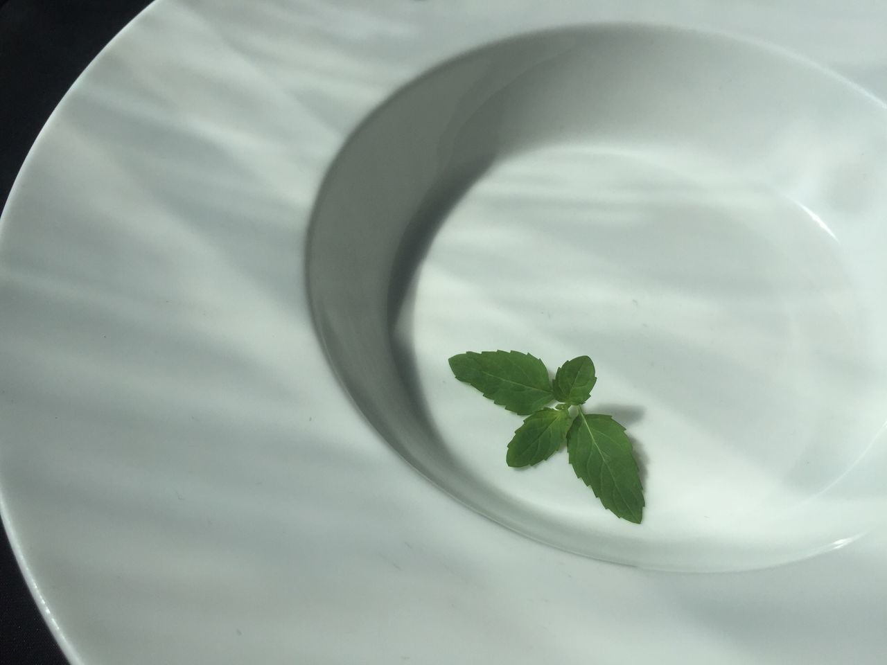 indoors, leaf, glass - material, selective focus, close-up, freshness, green color, growth, single flower, extreme close-up, no people, fragility, geometric shape