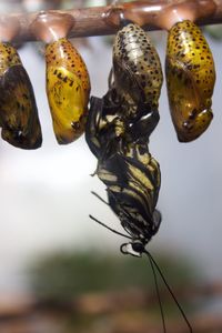 Close-up of butterfly emerging from chrysalis 