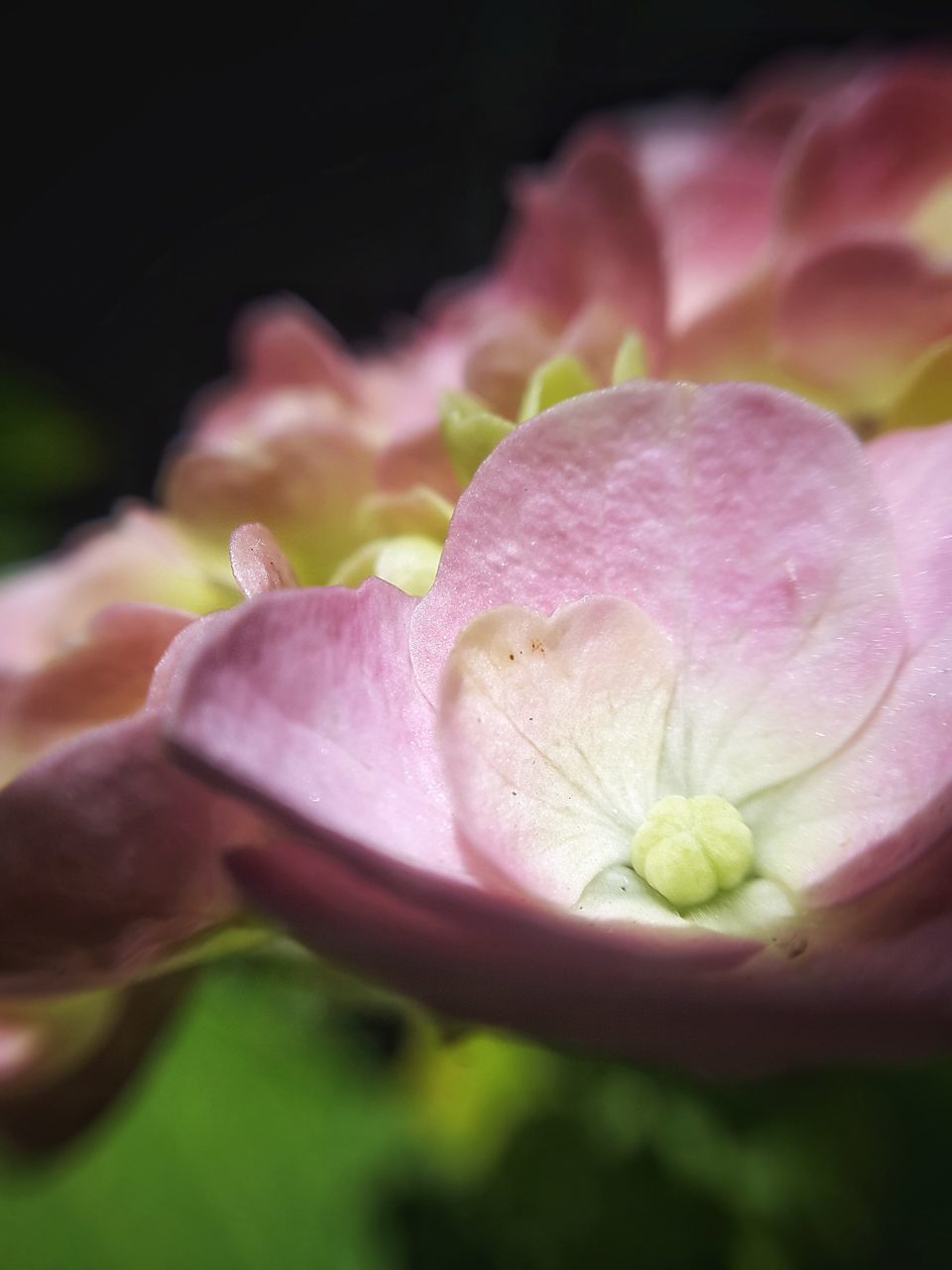 CLOSE-UP OF PINK FLOWER PLANT