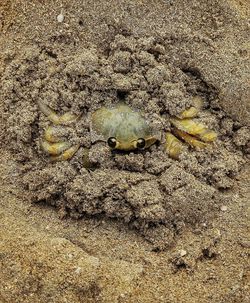 High angle view of starfish on beach