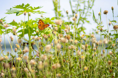 Close-up of butterfly pollinating on flower