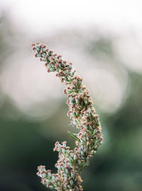 Close-up of flowers against blurred background