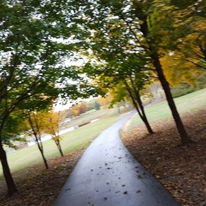 Road passing through forest