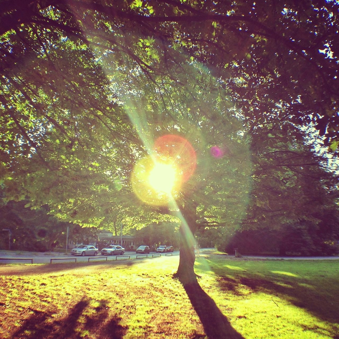 tree, sunlight, growth, lens flare, sun, park - man made space, street light, sunbeam, branch, green color, tree trunk, nature, tranquility, grass, shadow, illuminated, beauty in nature, lighting equipment, outdoors, glowing