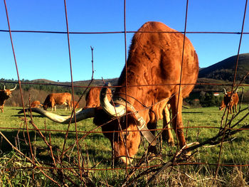 Landscape with mountain range in background