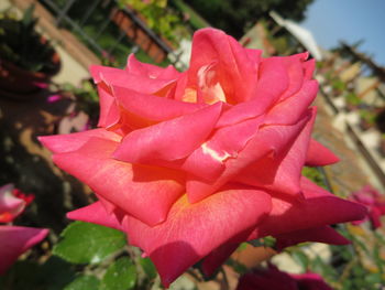 Close-up of pink rose blooming outdoors