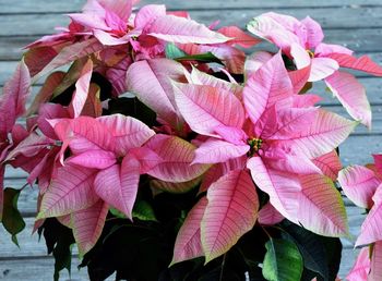 Close-up of pink flowering plant