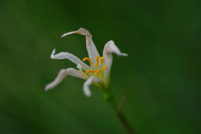 Close-up of white flowers