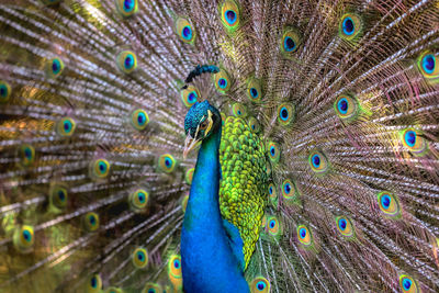 Close-up of peacock