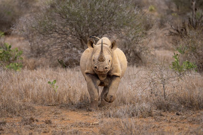 Black rhino charges over grass towards camera