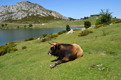 View of a dog on landscape