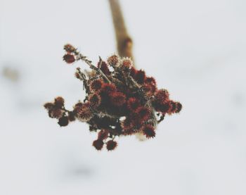 Close-up of flower tree against sky