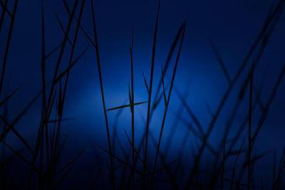 Low angle view of silhouette plants against sky at night