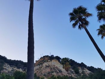 Low angle view of palm trees against clear blue sky