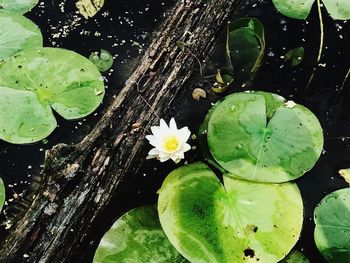 High angle view of water lily on leaf