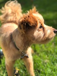 Close-up of a dog looking away