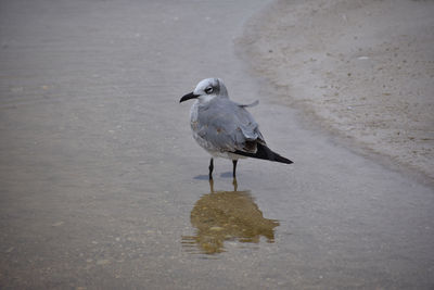 High angle view of seagull perching on beach