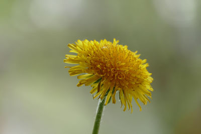 Close-up of yellow flower