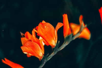 Close-up of orange lily flower
