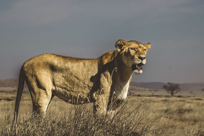 Side view of a lioness on the plains of the serengeti