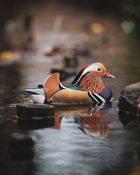 Duck swimming in lake