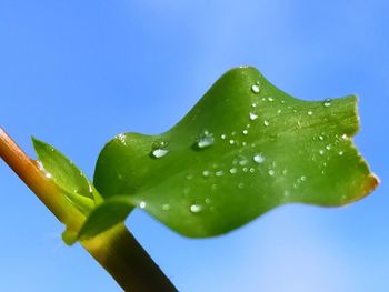 Close-up of wet leaf against clear blue sky