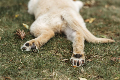 Rear view of labrador puppy dog paws lying dog