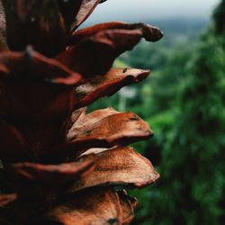 Pine in focus depth of field