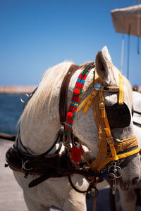 Horse standing against sky