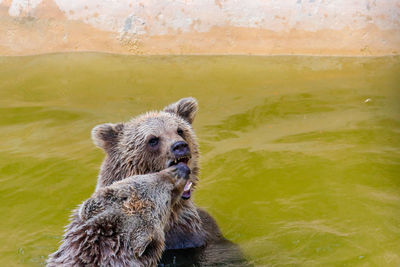 Close-up of bear on field