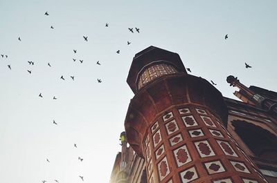 Low angle view of birds flying against sky