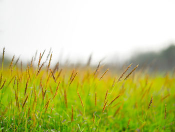 Close-up of grass on field against sky