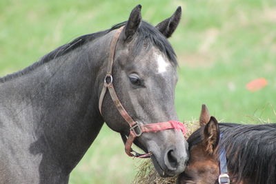 Close-up of horse