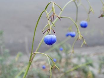 Close-up of purple flowering plant