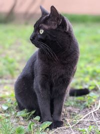 Close-up of black cat sitting on field