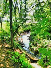 Scenic view of river with trees in background