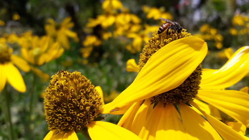 Close-up of bee on yellow flowers blooming outdoors