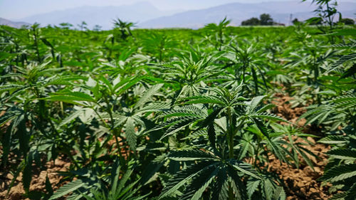 Close-up of plants growing on field
