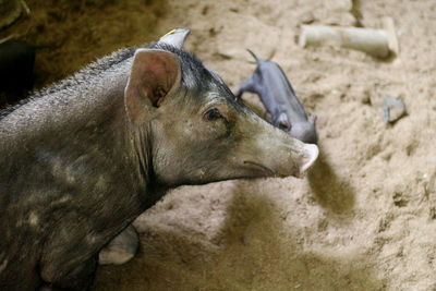 High angle view of horse in zoo