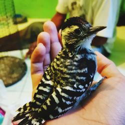 Close-up of bird on hand