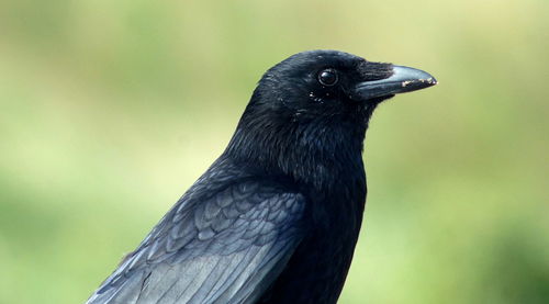 Close-up of bird perching outdoors