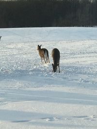 Dog standing on snow field against sky during winter