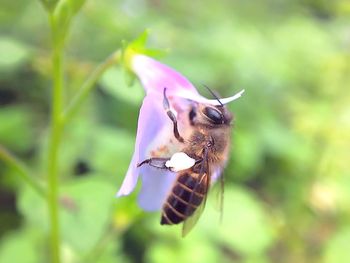 Close-up of bee pollinating on flower