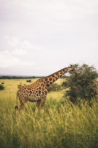 Cheetah walking on field against sky