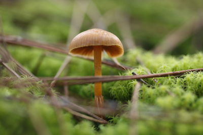 Close-up of mushroom growing on field