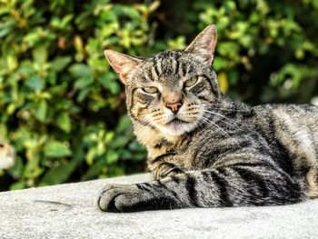Close-up portrait of a cat resting