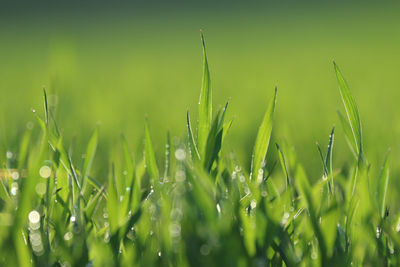 Close-up of wet grass on field