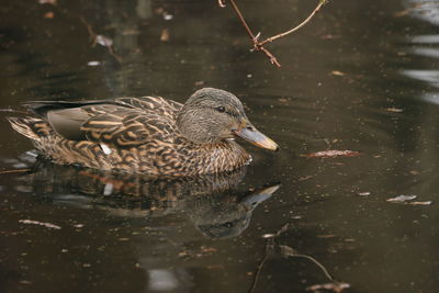 Duck swimming in lake