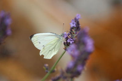 Close-up of butterfly pollinating on purple flower